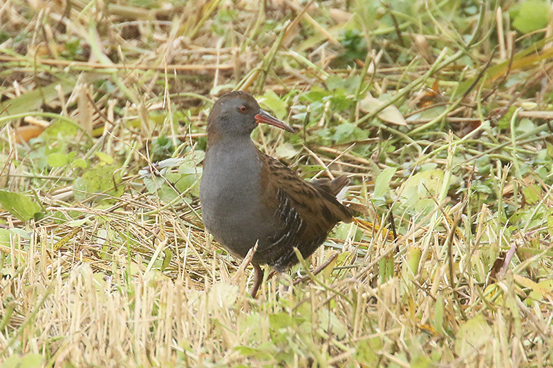 Water Rail by Mick Dryden