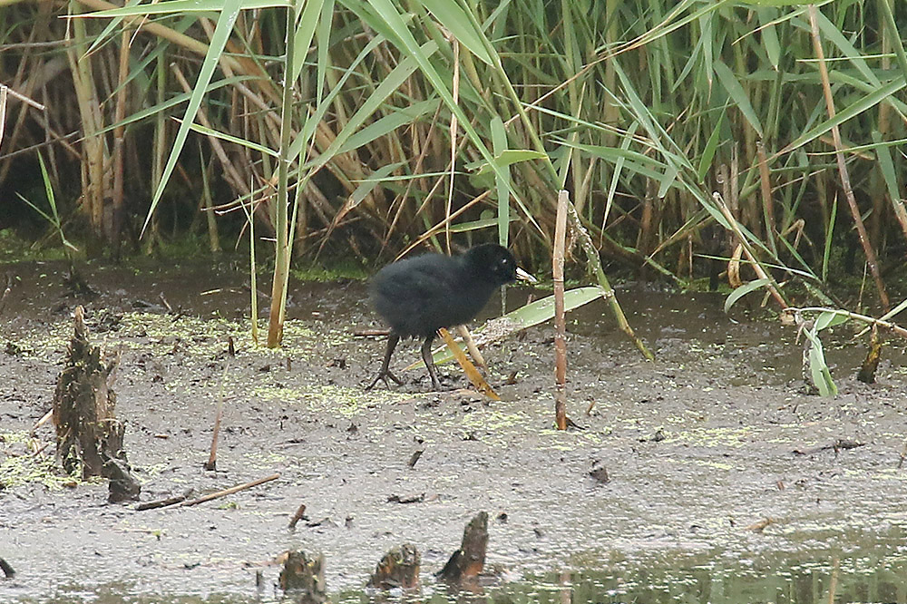 Water Rail by Mick Dryden