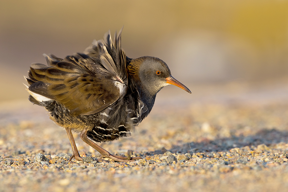 Water Rail by Romano da Costa