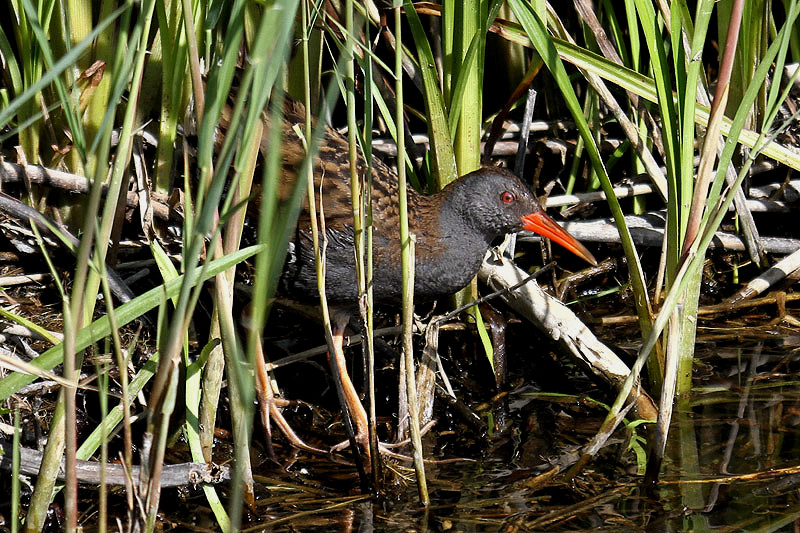 Water Rail by Mick Dryden