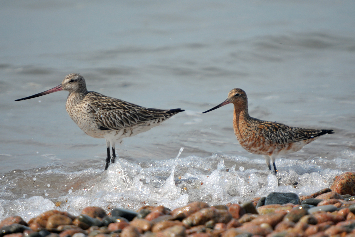 Bar-tailed Godwits. May 2014. Photo by Romano da Costa