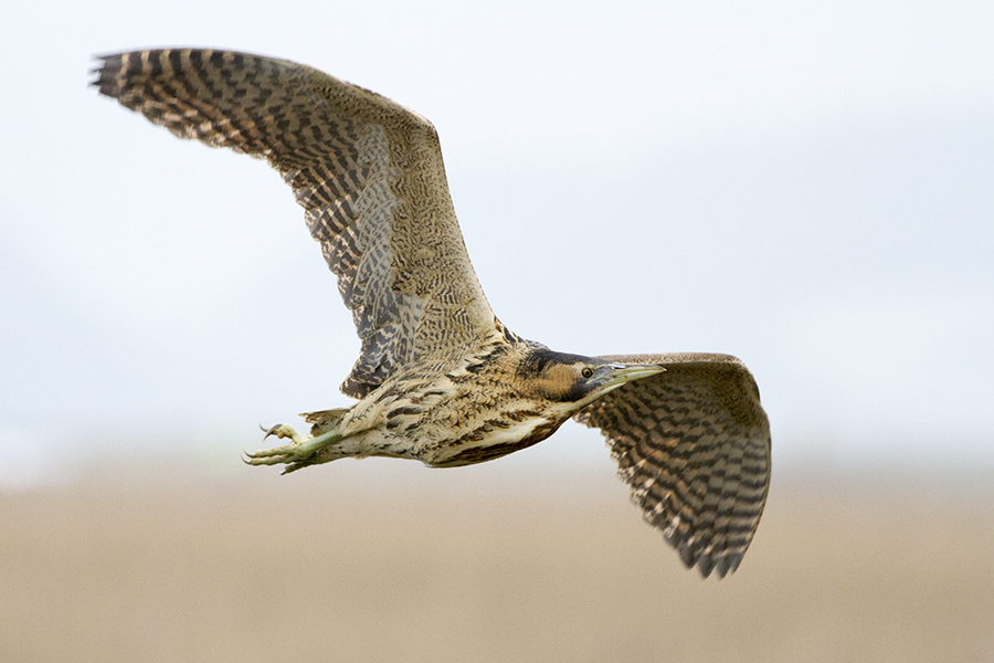 Bittern. Photo by Deryk Tolman