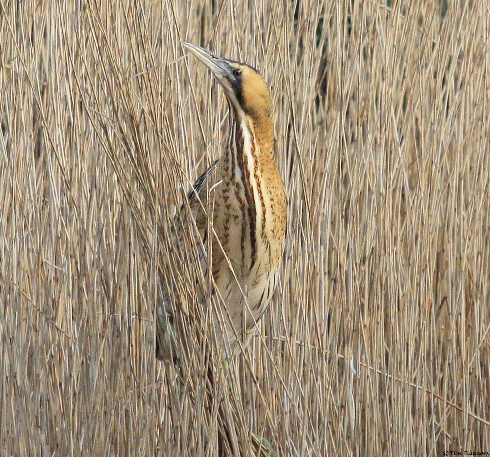 Bittern by Tim Ransom