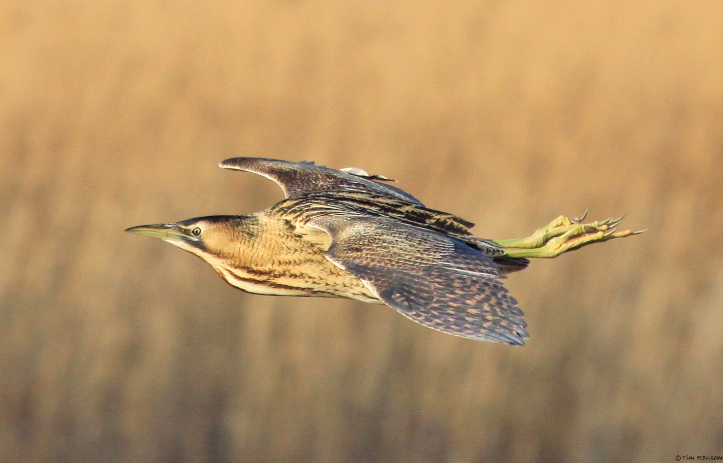 Bittern by Tim Ransom