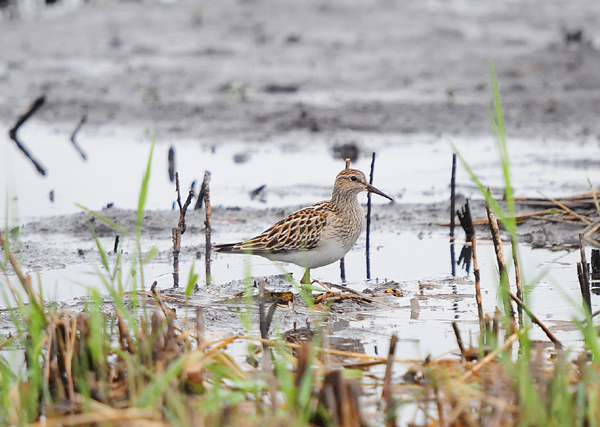 Pectoral sandpiper by Romano da Costa