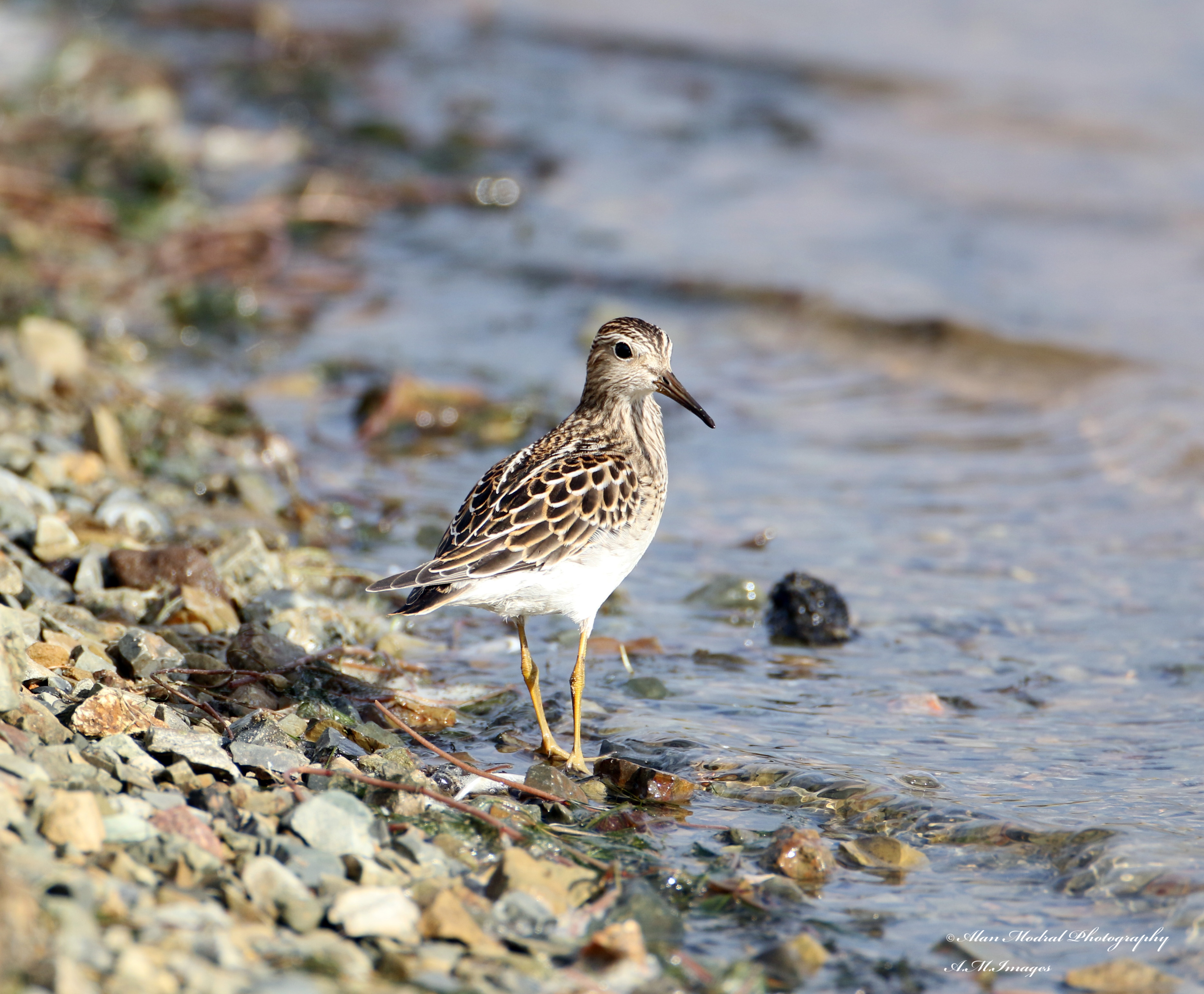 Pectoral Sandpiper by Alan Modral