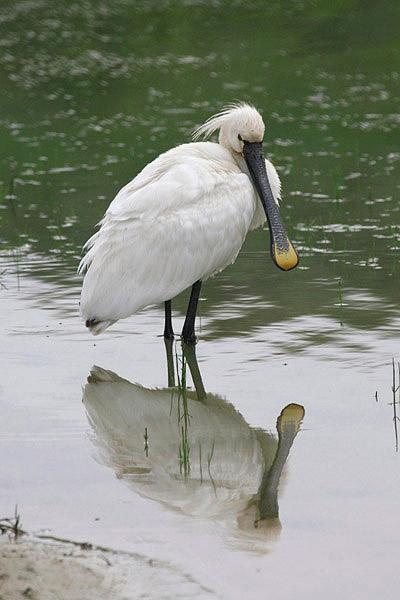 Spoonbill by Sue Daly