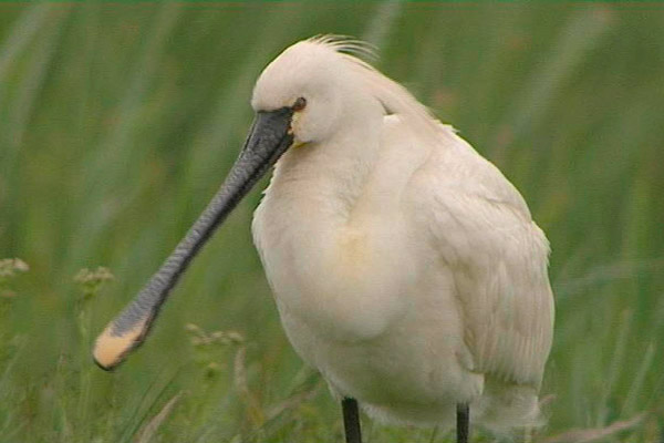 Spoonbill by Sue Daly