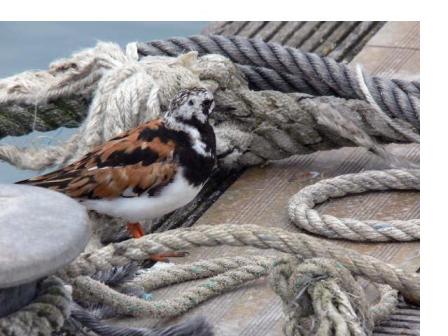 Turnstone by Pete Double