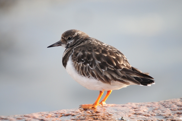 Turnstone by Romano da Costa