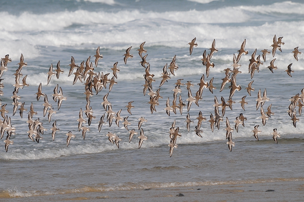 Waders