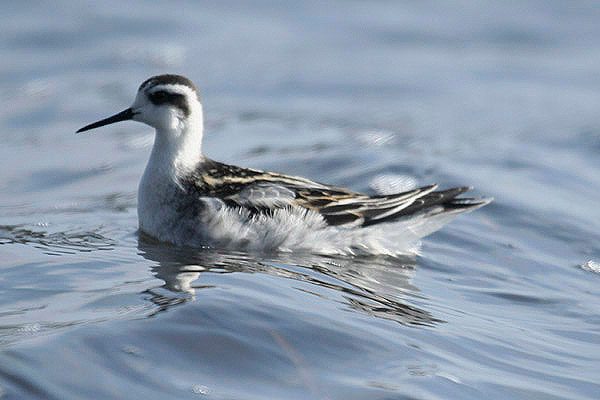 Red-necked Phalarope by Mick Dryden