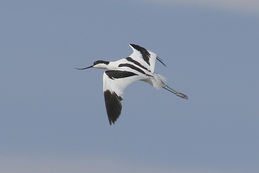 Avocet by Mick Dryden