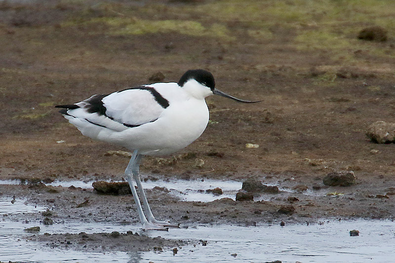 Avocet by Mick Dryden
