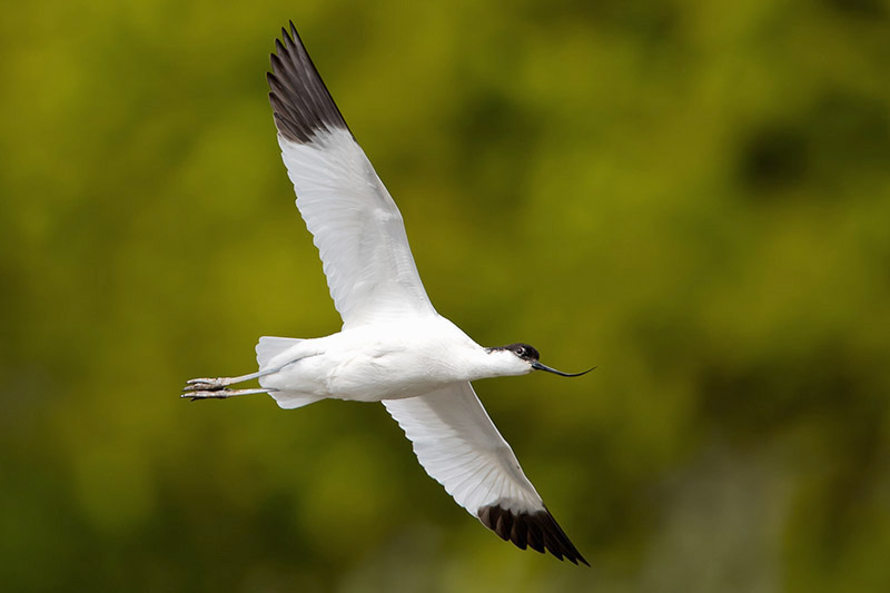 Avocet by Romano da Costa