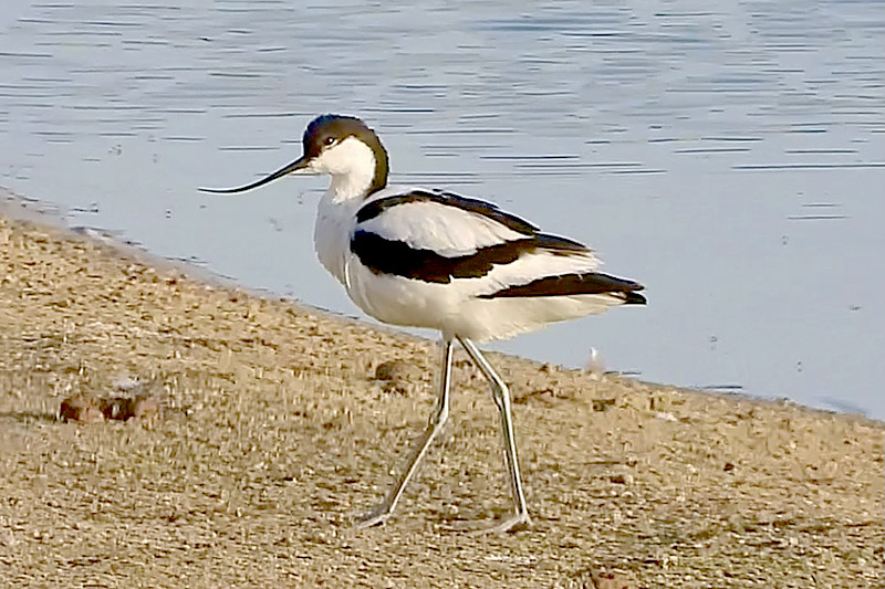 Avocet by Jo Bramley