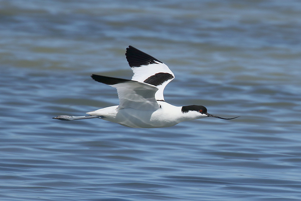 Avocet by Mick Dryden