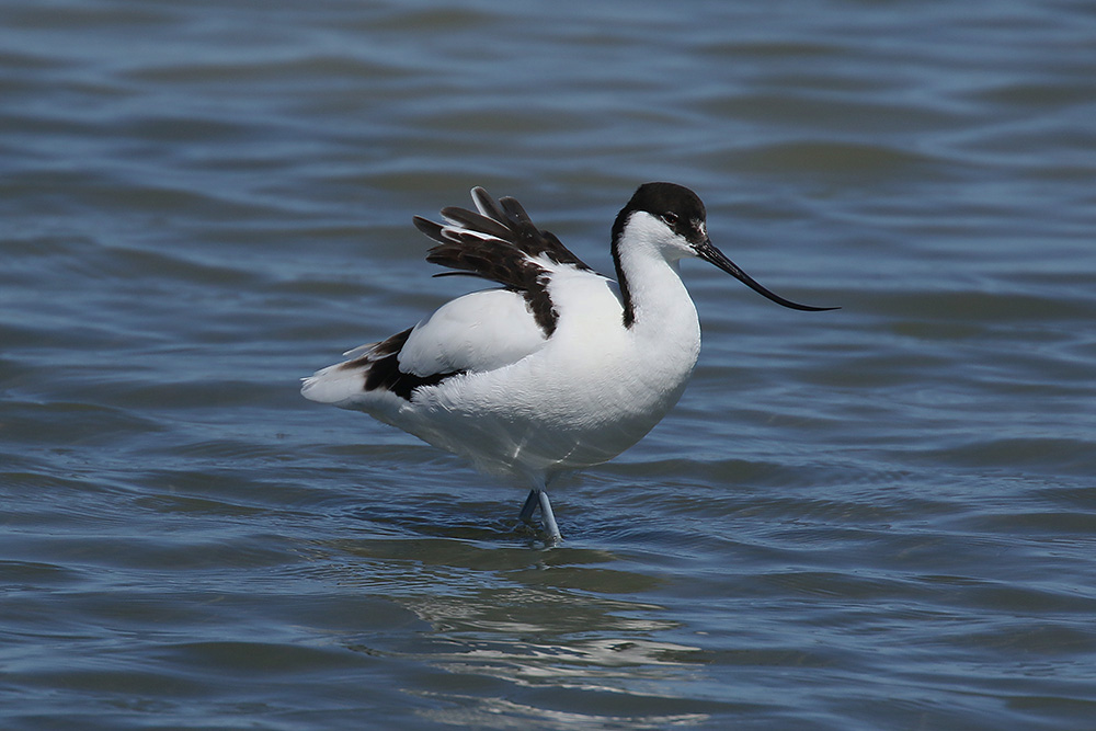 Avocet by Mick Dryden
