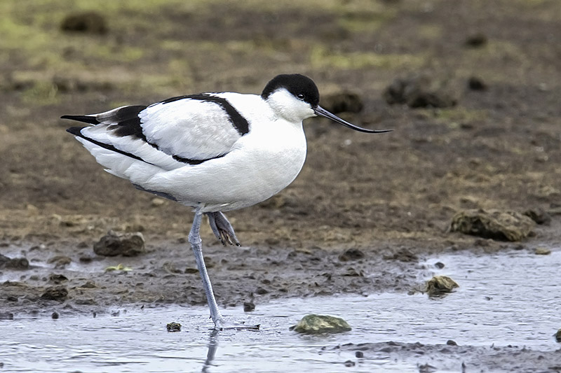 Avocet by Romano da Costa