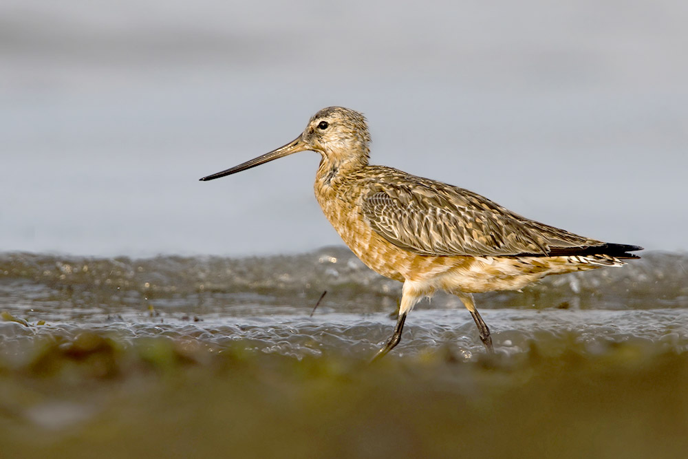 Bar tailed Godwit by Romano da Costa