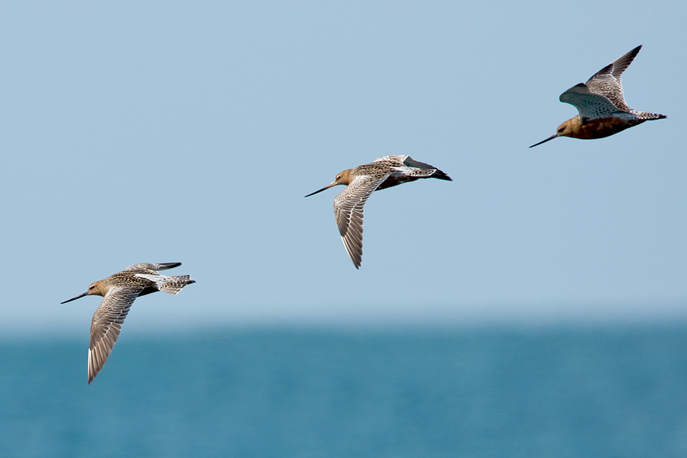 Bar-tailed Godwits by Romano da Costa