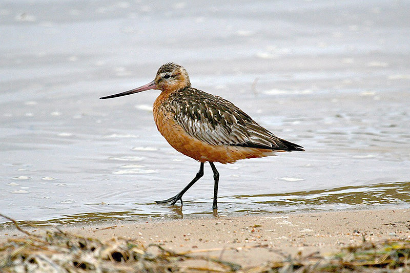 Bar-tailed Godwit by Tony Paintin