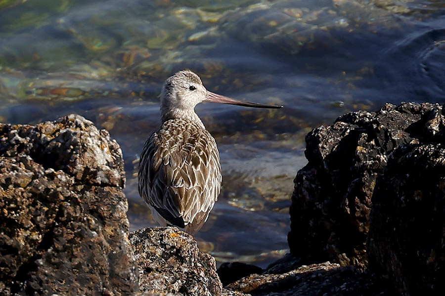 Bar tailed Godwit by Mick Dryden