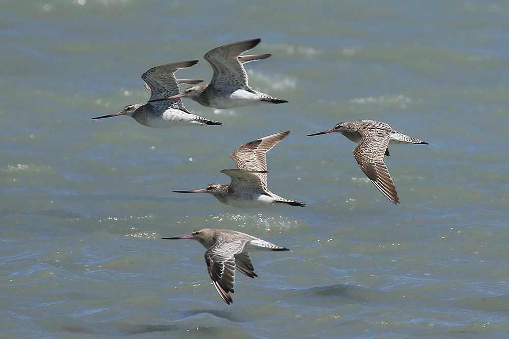 Bartailed Godwit by Mick Dryden