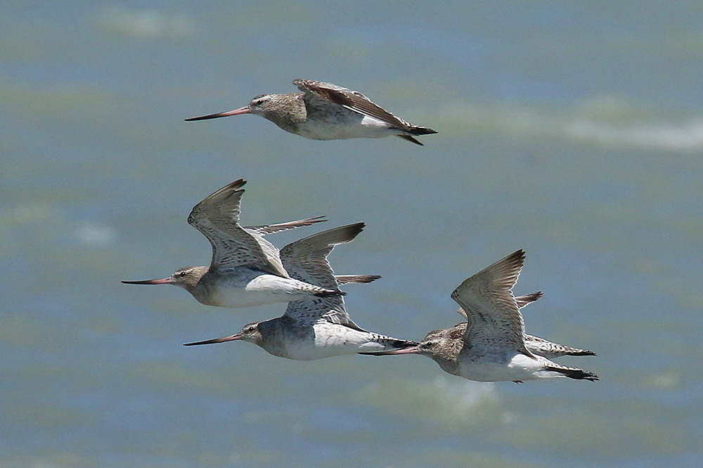 Bar-tailed Godwits by Mick Dryden