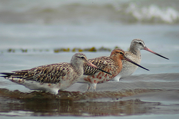 Bar tailed Godwits by Romano da Costa