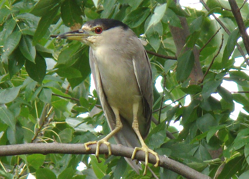 Black crowned Night Heron by Miranda Collett