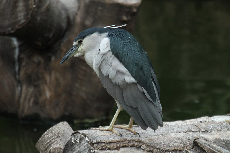 Black crowned Night Heron by Mick Dryden