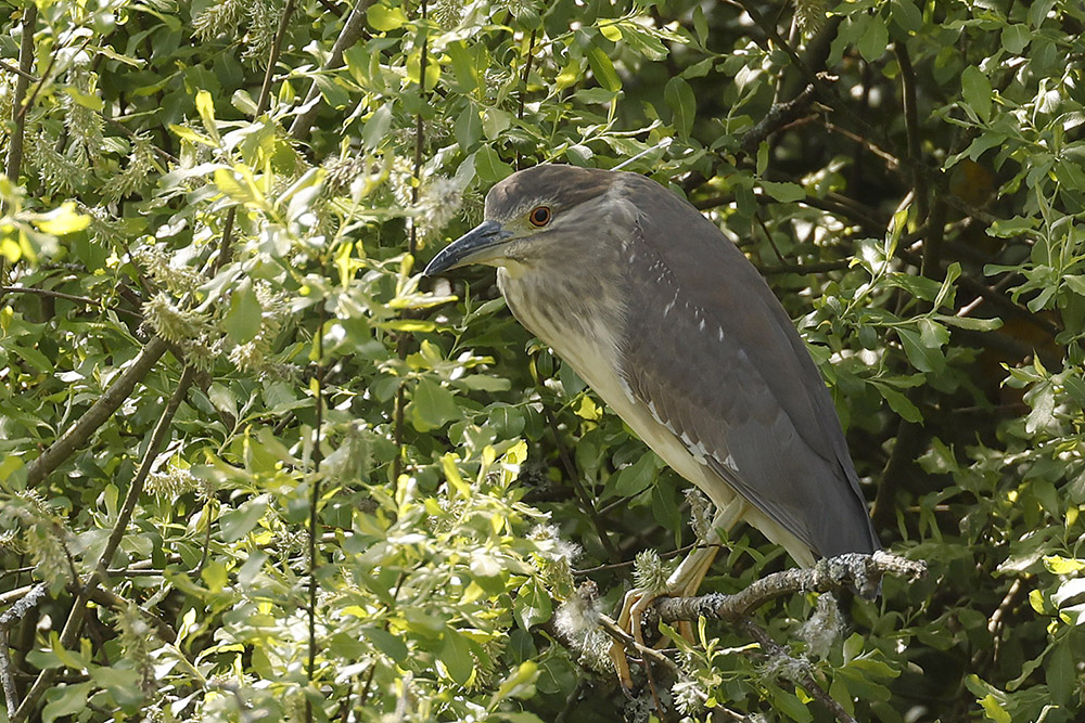 Black-crowned Night Heron by Mick Dryden