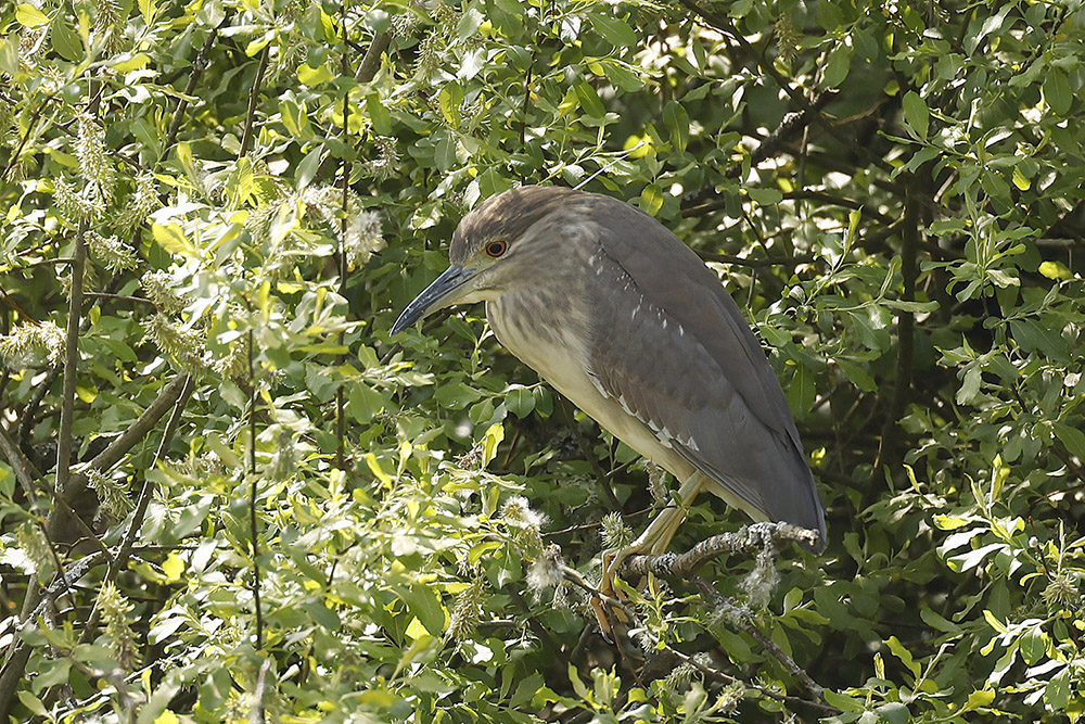 Black-crowned Night Heron by Mick Dryden