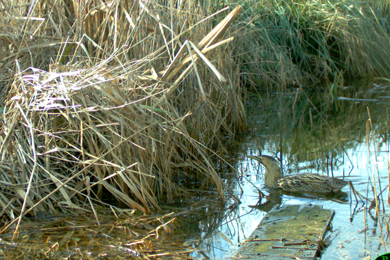 Bittern by the National Trust for Jersey