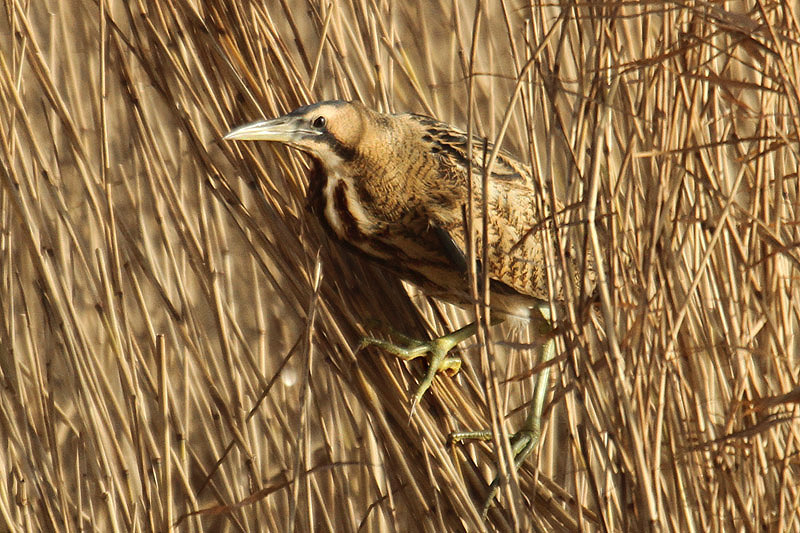 Bittern by Mick Dryden