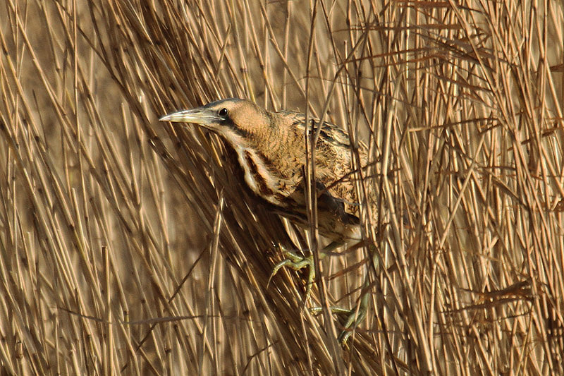 Bittern by Mick Dryden