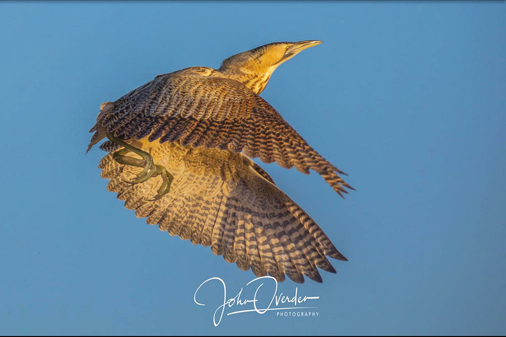 Bittern by John Ovenden