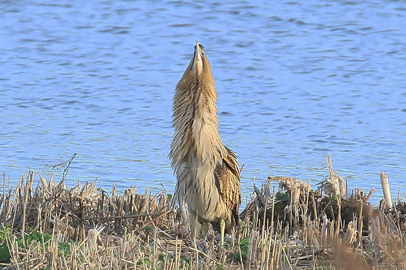 Bittern by Mick Dryden
