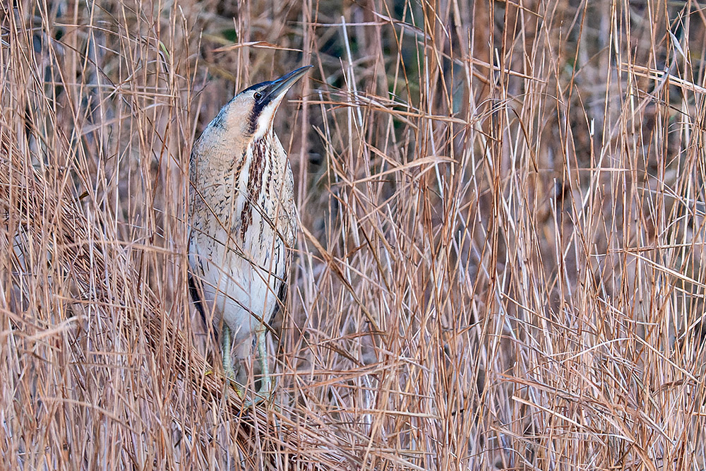 Bittern by Romano da Costa