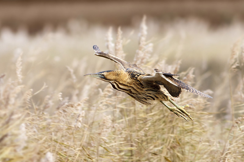 Bittern by Deryk Tolman