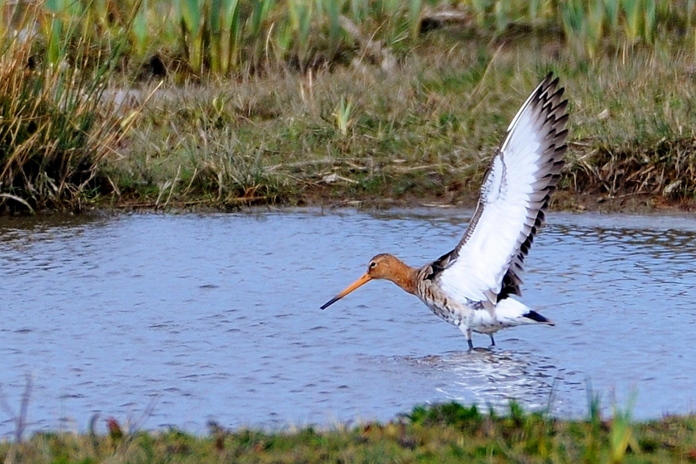 Black-tailed Godwit by Alan Gicquel