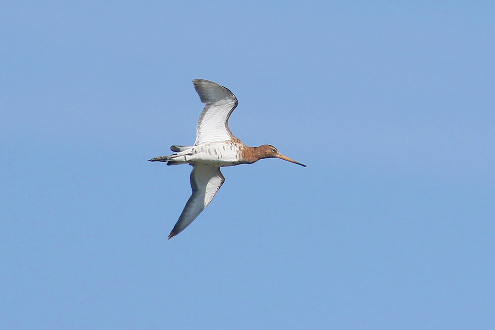 Black tailed Godwit by Mick Dryden
