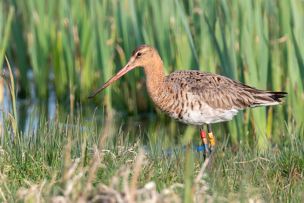 Black-tailed Godwit by Romano da Costa