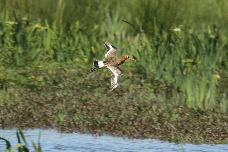 Black-tailed Godwit by Mick Dryden