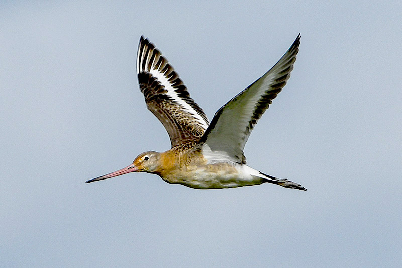 Black tailed Godwit by Stewart Logan