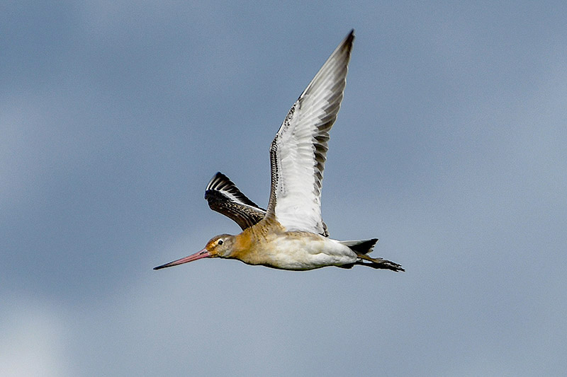 Black tailed Godwit by Stewart Logan