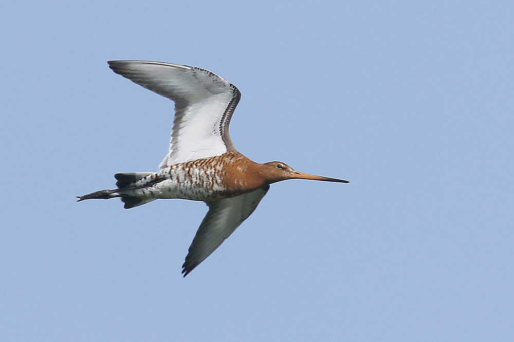 Black tailed Godwit by Mick Dryden