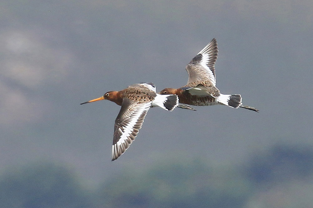 Black tailed Godwit by Mick Dryden