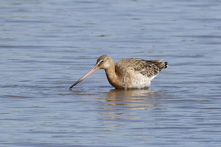 Black tailed Godwit by Mick Dryden